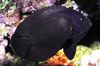 Black Nox Angelfish, Pusnakts Angelfish