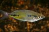 Pesce Arcobaleno Nero-Macchiato