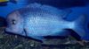 蓝海豚慈鲷，moorei鲷