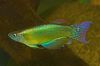 Πράσινος ψάρι Μπλε-Πράσινο Procatopus φωτογραφία