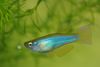 Peces Vivíparos (Guppy, Molly, Platy, Y Swordtail) Procatopus Azul-Verde
