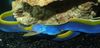 синий Рыба Риномурена (Носатая мурена) фото