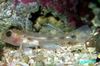 Cave Transparent Goby