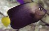 черный Рыба Ангел-хетодонтопл фото