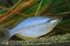 Stříbro Ryby Chilatherina fotografie