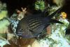 црн Риба Цхромис фотографија
