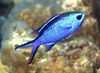 синий Рыба Хромис фото