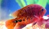 红 鱼 紫红Synspilum 照片