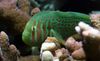 Clown Goby Green