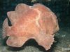 Commerson ის Frogfish (Commersons Anglerfish)