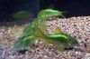 Green Fish Corydoras aeneus photo