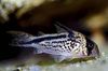 Reperat Pește Corydoras Loxozonus fotografie