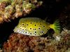 Macchiato Pesce Cubicus Boxfish foto