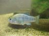 Hellblau Fisch Cyprinodon foto