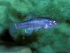 Μπλε ψάρι Cyprinodon φωτογραφία