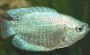 sølv Fisk Dverggurami bilde