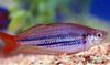 Trpaslík Rainbowfish