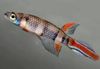 Ποικιλόχρους ψάρι Epiplatys φωτογραφία