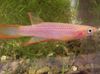 Рожевий Риба Епіплатіс (Африканські Щучкі) фото