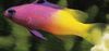 Motley Fish Fairy Basslet photo