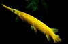 Keltainen Kala Florida Gar kuva
