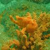 Spotted  Freckled frogfish photo