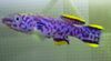 Μωβ ψάρι Fundulopanchax φωτογραφία