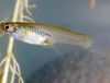 levende bærende fisk (guppy, molly, platy, sverd hale) Gambusia