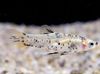 levende bærende fisk (guppy, molly, platy, sverd hale) Girardinus