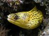 Golden Moray Eel