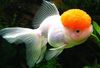 Weiß  Goldfisch foto