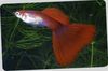 Червен Риба Малка Тропическа Рибка снимка