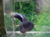 黑  孔雀鱼 照片