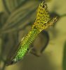 Зеленуватий Риба Гуппі фото