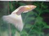 bela Ribe Guppy fotografija