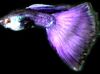 violetinė Žuvis Guppy nuotrauka