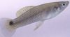 Argent poisson Heterandria photo