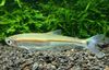 Guld Fisk Iguanodectes Spilurus foto