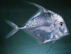 Indian Threadfish, Loopvlak Fin Jack
