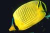 Kafesli Butterflyfish