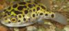 Leoparden Puffer