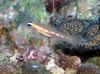 Masked Goby (Glass Goby)
