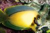geltonas Žuvis Mimikos Citrinų Žievelės Tango nuotrauka