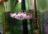 Lebendgebärende Fische (Guppy, Molly, Plättchenförmige Und Schwertträger) Molly