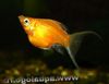 Золотистий Риба Моллінезія Гостромордих фото