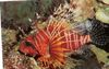 Крылатка африканская (Момбаса, Глубоководная львиная скорпена, Кенийская рыба-зебра)