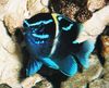 Blau Fisch Neoglyphidodon foto