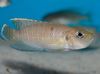 ყავისფერი თევზი Neolamprologus Brevis ფოტო
