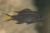svart Fisk Neopomacentrus bilde