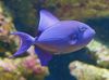 Niger Triggerfish, Red Tooth Triggerfish